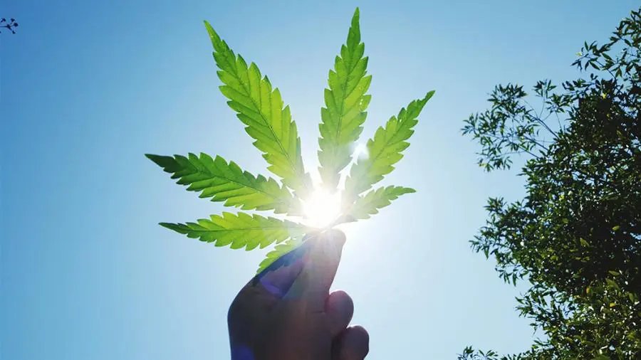 Secondo uno studio, marijuana impatta sul testosterone