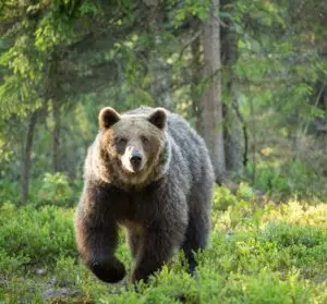 Ritmi circadiani degli Orsi Grizzly: un’incredibile scoperta sul metabolismo durante l’ibernazione