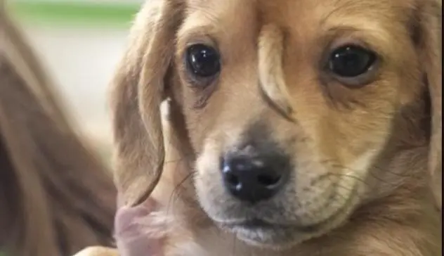 Ozzano sospende la multa per la rinuncia ai cani: avviata collaborazione con le associazioni animaliste
