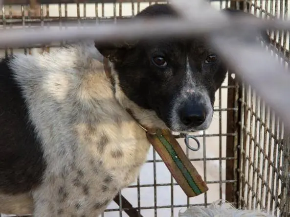 L’attesa in gabbia prima di essere uccisi: la video denuncia sul commercio di pellicce di cane in Cina