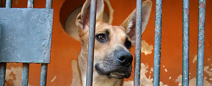 Vita da cani. Con Fido al supermercato, si puo’ o non si può?