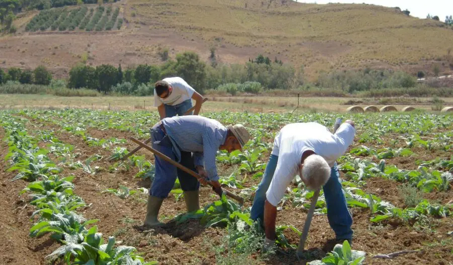 agricoltura campo