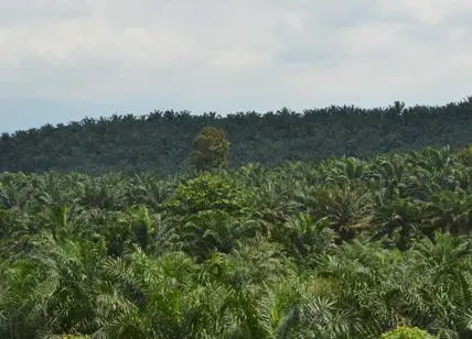 Unione italiana per l’olio di palma sostenibile su inchiesta Altroconsumo: confonde il consumatore e puo’ creare allarmismo