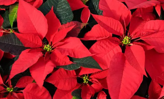 Stella di Natale: puo’ essere nociva