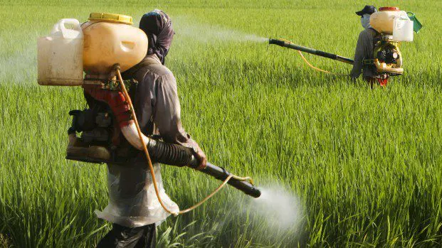 Glifosato: per l’Europa non è dannoso