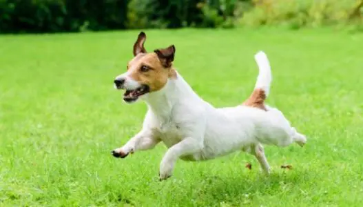 La sentenza. Il dolore per la morte del cane (per colpa altrui) dà diritto al risarcimento