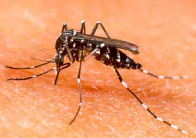 Negli Usa è allarme per il virus mortale trasmesso dalle zanzare
