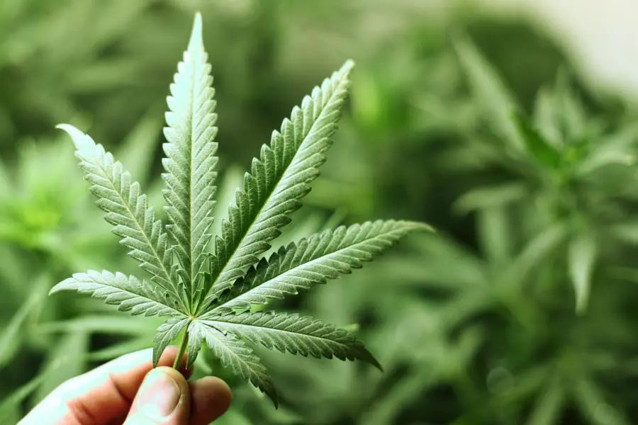 Paradosso marijuana legale: non si può fumare, ma dilaga in tutta Italia
