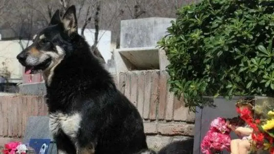 Addio a Capitàn, il cane che ha vegliato per oltre 10 anni sulla tomba del suo padrone