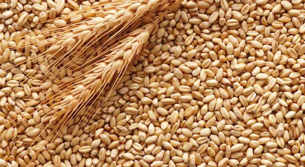 Assosementi: innovazione e seme certificato per il futuro del grano duro italiano