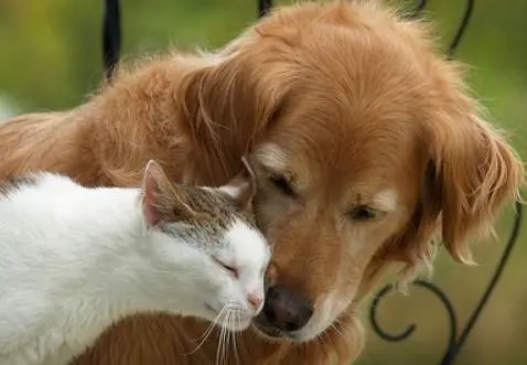 Pulci e zecche, prevenzione indispensabile per proteggere l’uomo e gli animali