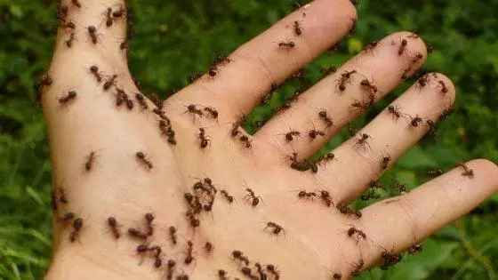 Ci sono sei tipi di disgusto e sono indispensabili per la sopravvivenza