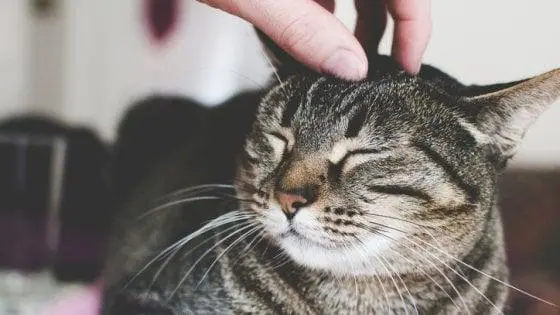 Gatto trafitto da una freccia, medici lo salvano. Indagini nel Bergamasco