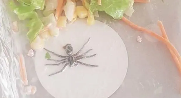 Compra un’insalata al supermarket e trova un ragno all’interno: la foto spopola sui social