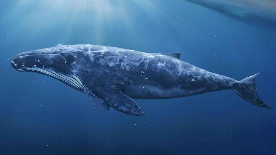 La megattera Salt, che è riuscita a sconfiggere il cancro naturalmente