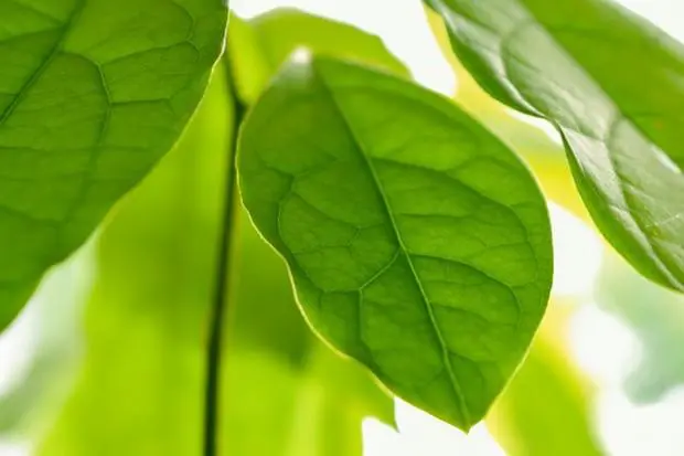 Una foglia artificiale trasforma la CO2 in carburante