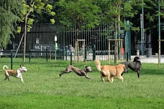 Cani, svolta a Milano: in Consiglio comunale l’ok al patentino per le razze pericolose