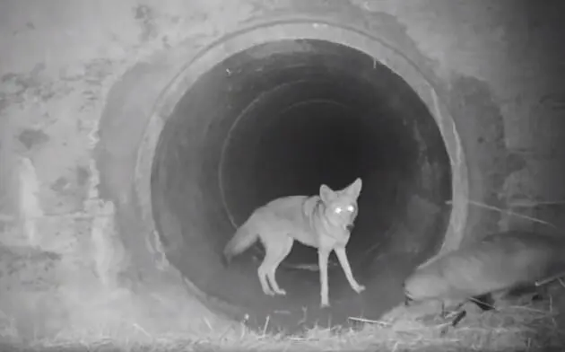 Tutta la verità sul video con coyote e tasso