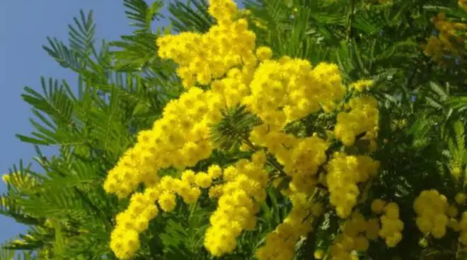 Mimosa, regina dell’8 marzo: quasi 1 Italiano su 2 la regala