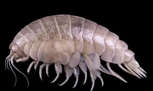 Scoperta negli abissi una nuova specie di crostaceo. Contaminata da plastica