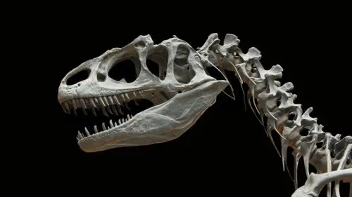 Dinosauri a sangue caldo: nuove prove