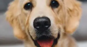 Rimini, sono 23mila gli animali di affezione