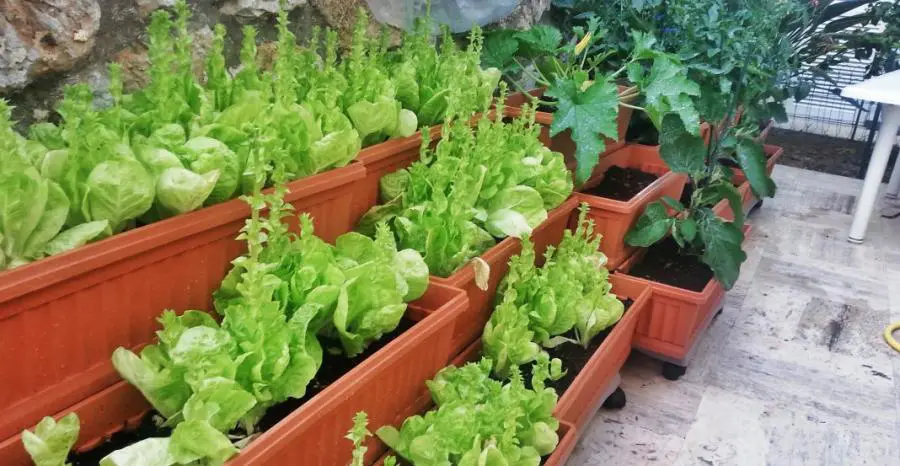 Orti e giardini: il ritorno alla terra degli italiani