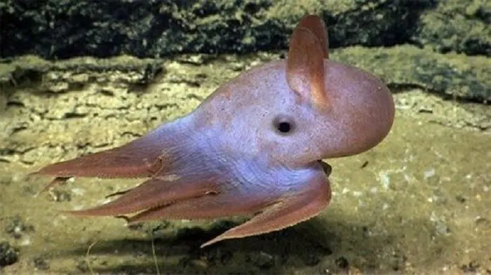Fosse oceaniche: fotografato un polpo abissale