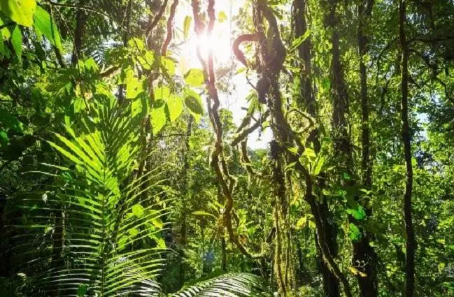 L’aria della foresta placa l’ansia
