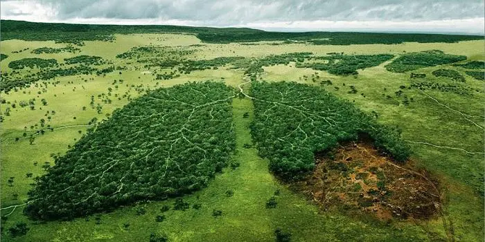 Cambiamenti climatici: perché le foreste sono solo parte della soluzione