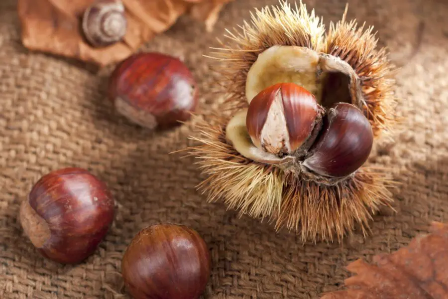 Appennino bolognese, crolla la produzione di castagne. Le aziende faticano a ottenere i risarcimenti