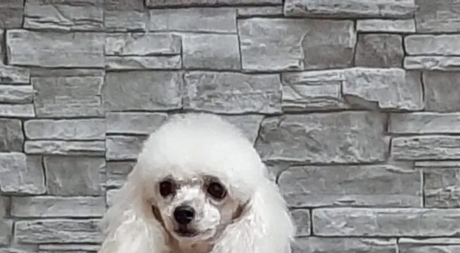 Ecco Glicy, il primo cane anti-diabete