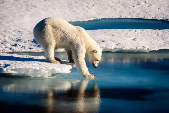 NN IP: come decarbonizzare il portafoglio
