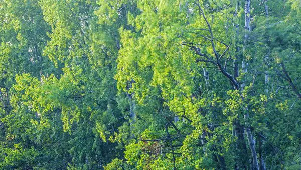 Ambiente: in 10 anni in Italia la superficie boschiva è aumentata di circa 587.000 ettari