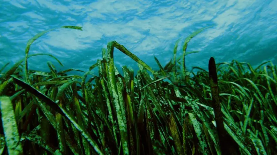 Agricoltura, la proposta innovativa: usare le alghe di mare come concime per la terra
