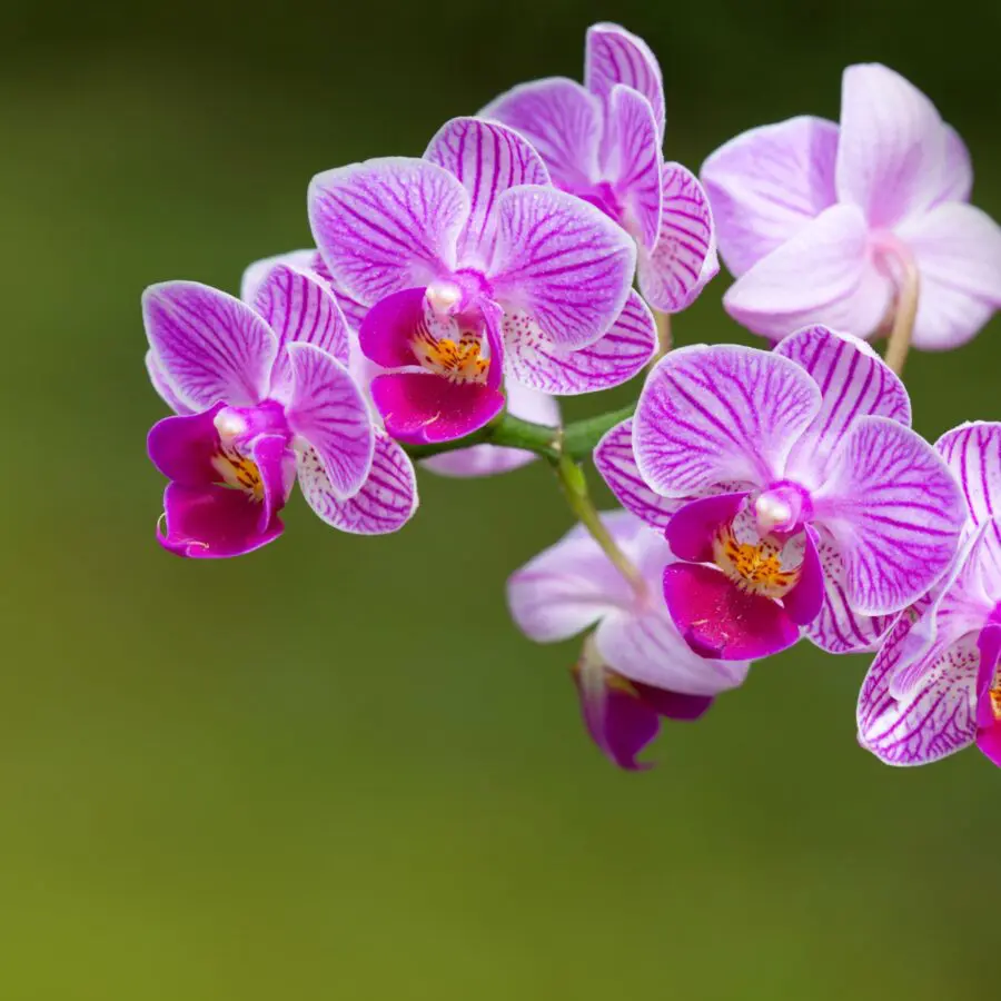 Firenze, i cittadini comprano le orchidee per aiutare le mense dei poveri