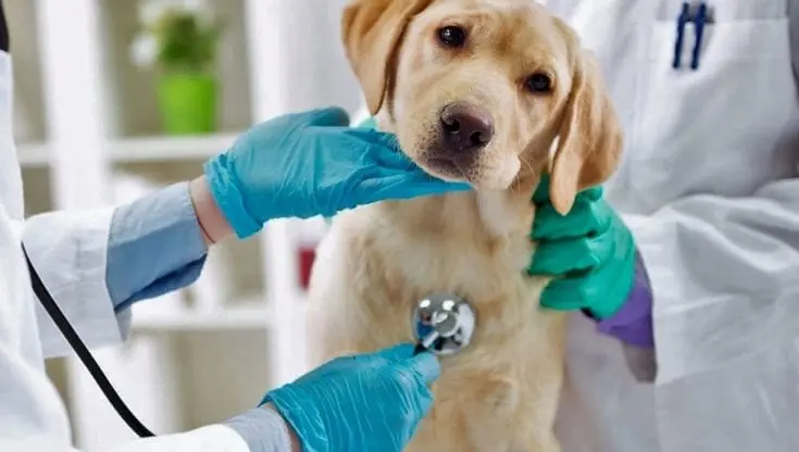 Veterinari, eroi silenziosi, un’indagine rileva la percezione dei proprietari