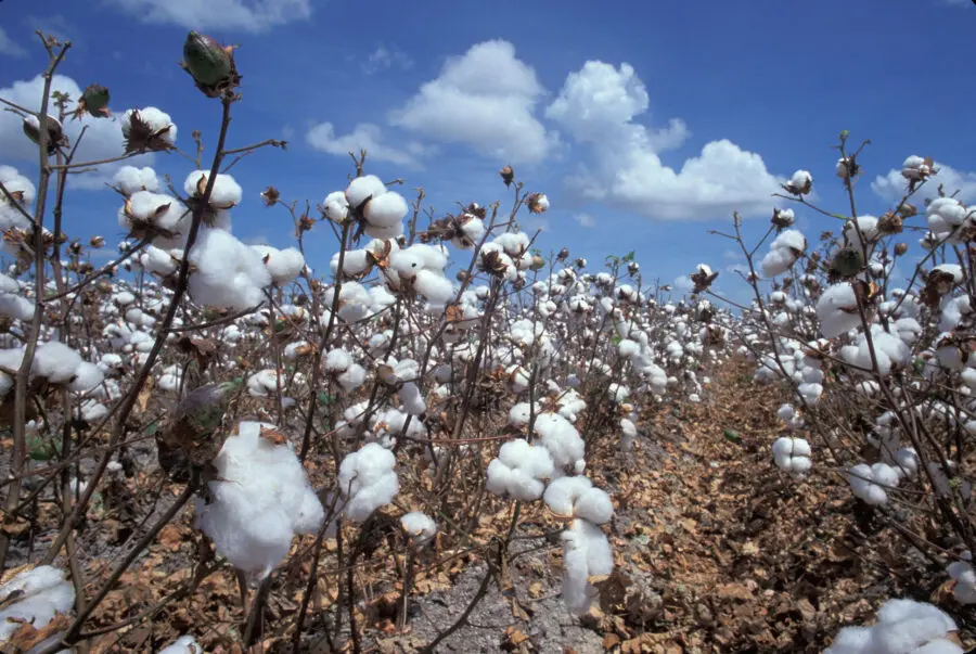 Rinasce il cotone italiano: la raccolta 2023 coinvolge 300 ettari tra Puglia e Sicilia