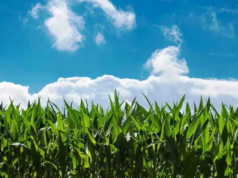 Mais: In vista della nuova stagione di semina firmato Accordo di filiera per sostenere i prezzi all’origine del prodotto certificato