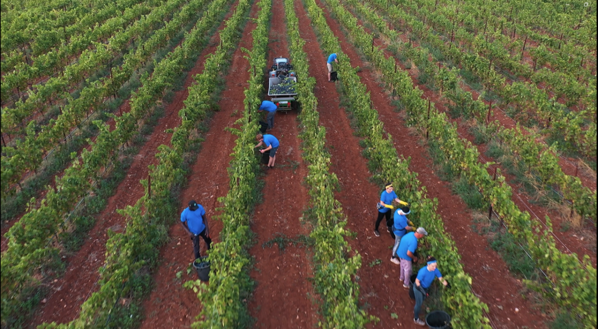 Tenuta Licupi: la rivoluzione del vino ecosostenibile in Puglia