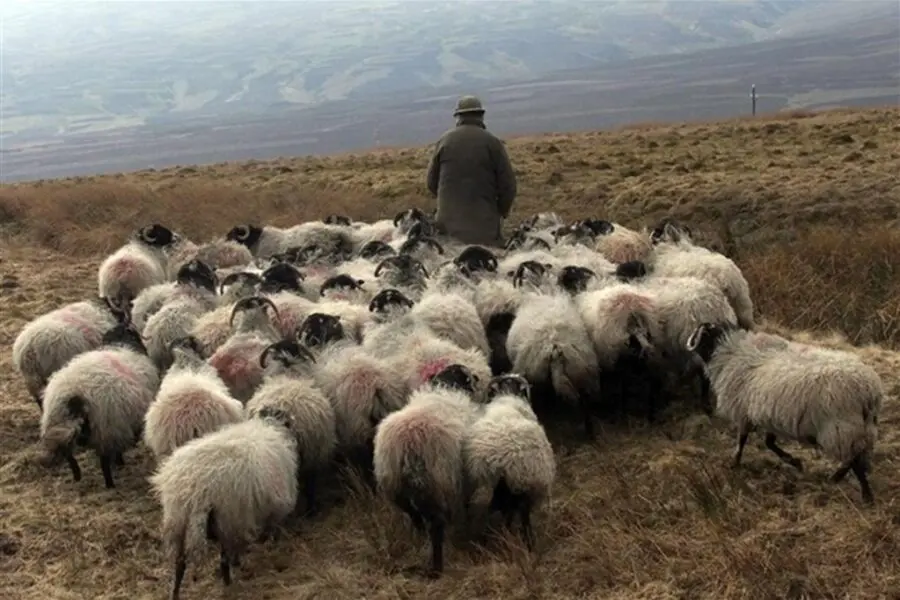 Legambiente lancia la scuola di pastori per salvare l’Appennino e combattere lo spopolamento