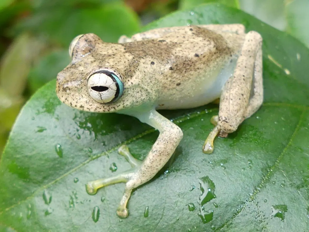 Animali “brutti” condannati all’estinzione? La denuncia degli scienziati