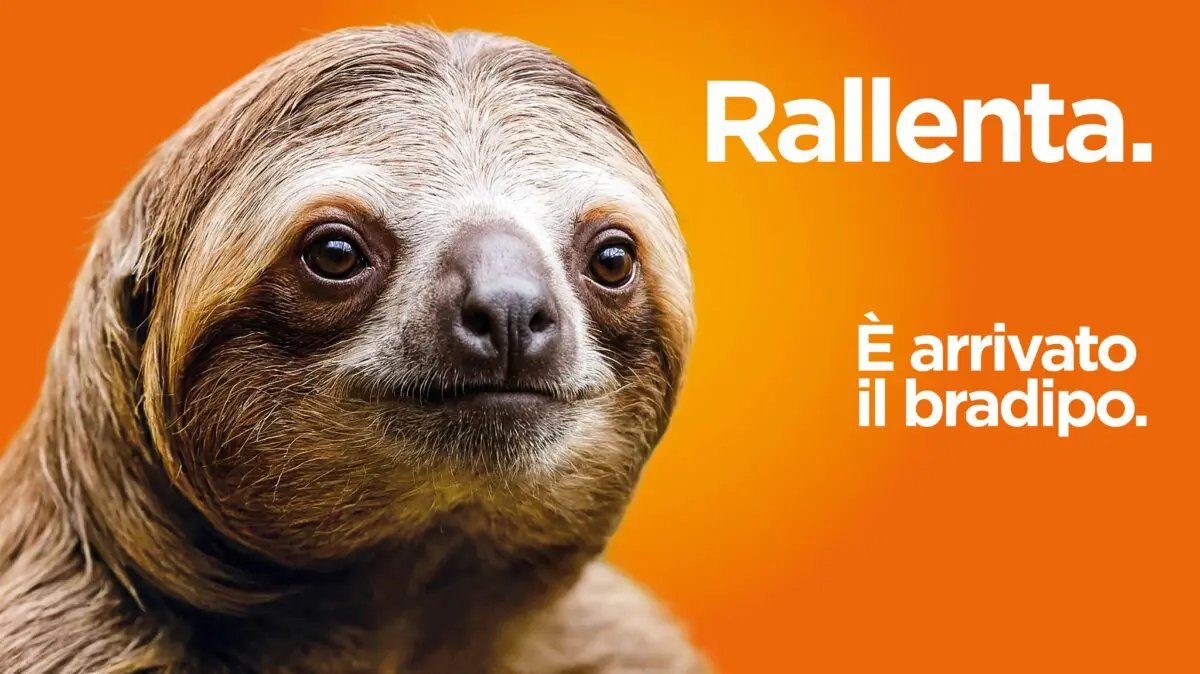 “Rallenta”, parola di bradipo: un cucciolo del bioparco Zoom di Torino testimonial per la sicurezza stradale