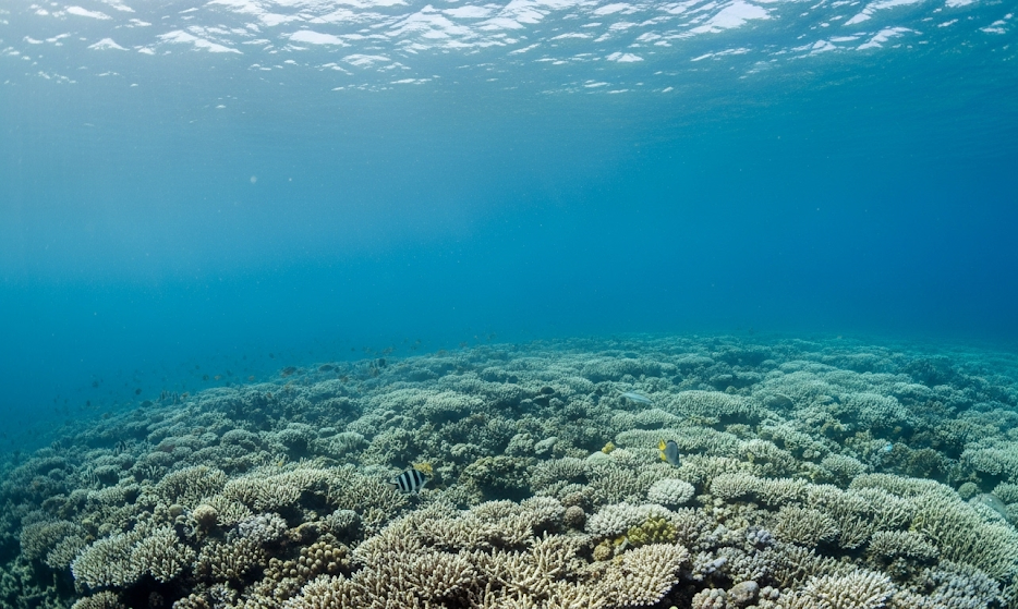 SOS mare: caldo record e specie aliene, allarme rosso