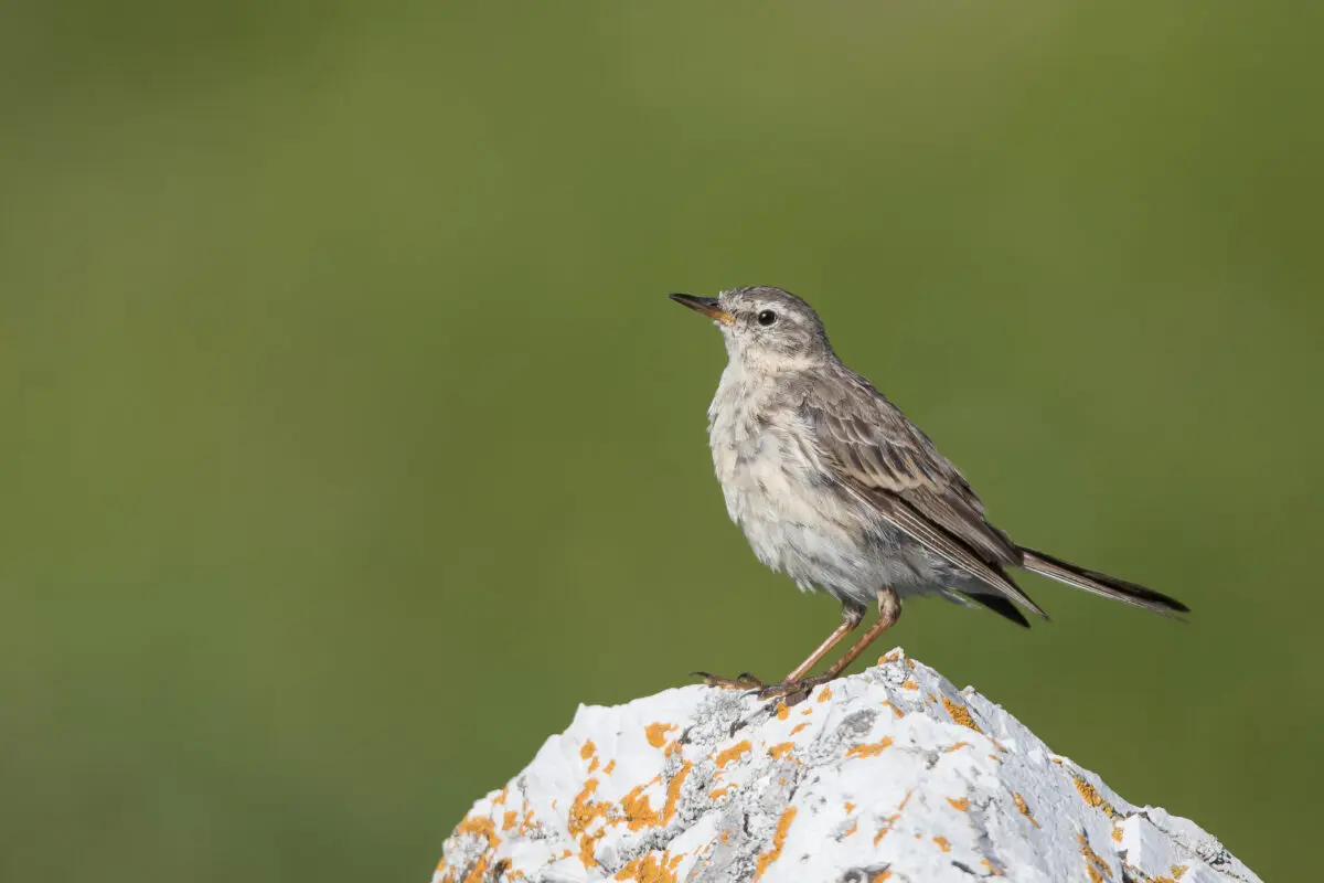 Dove gli uccelli trovano cibo in primavera? La risposta è sulle piste da sci