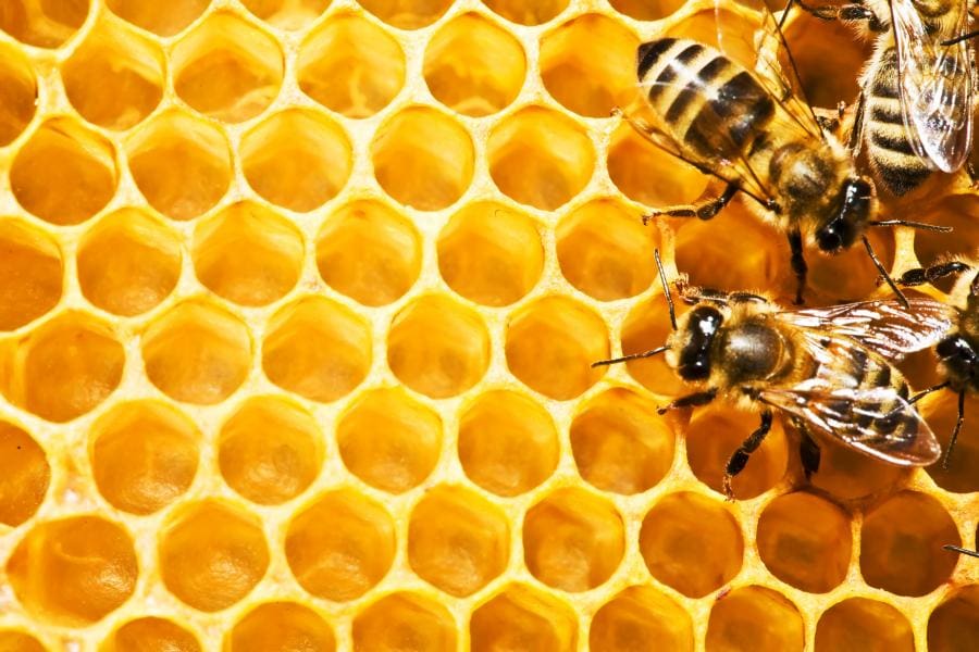 Questa immagine ha l'attributo alt vuoto; il nome del file è apicultura.jpg
