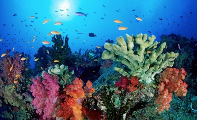 Grande Barriera Corallina, rilasciati in mare milioni di “baby coralli” per  salvarla - La Mescolanza