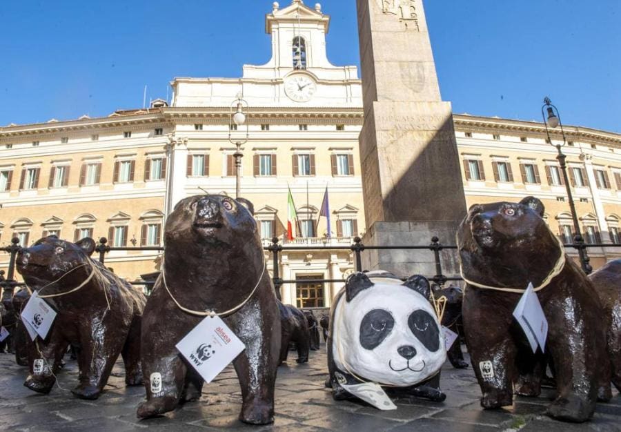 Questa immagine ha l'attributo alt vuoto; il nome del file è orso-marsicano.jpg