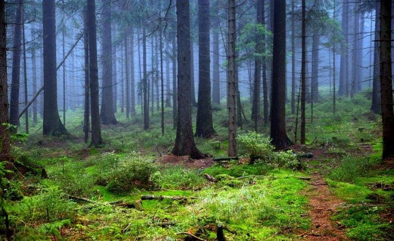 Questa immagine ha l'attributo alt vuoto; il nome del file è foreste-22-1.jpg