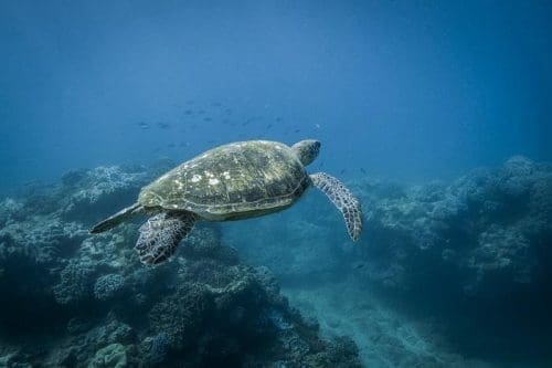 Questa immagine ha l'attributo alt vuoto; il nome del file è MOVIES-FOR-NATURE-scaled.jpg